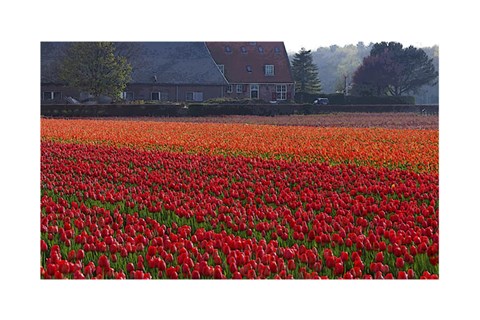 Framed Dutch Red Tulip Field Print