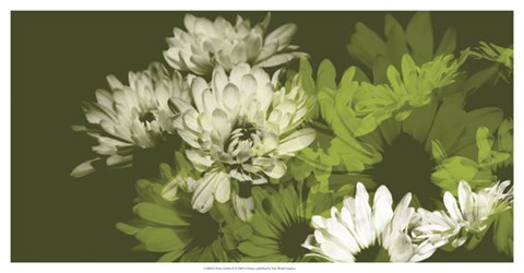 Framed Daisy Garden II Print