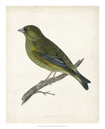Framed Greenfinch Print