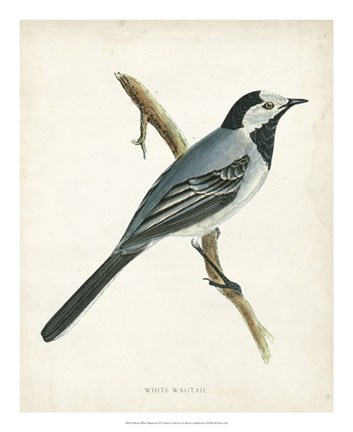 Framed White Wagtail Print