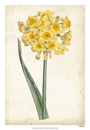 Framed Curtis Narcissus I Print