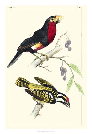 Framed Lemaire Birds IV Print