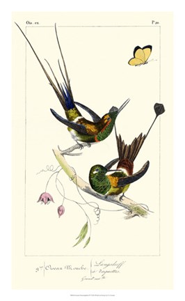 Framed Lemaire Hummingbirds IV Print