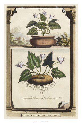 Framed Cyclamen Flore II Print