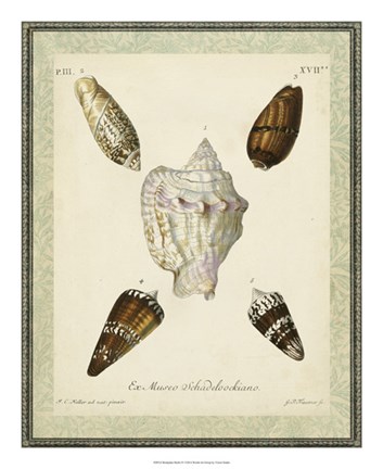 Framed Bookplate Shells IV Print