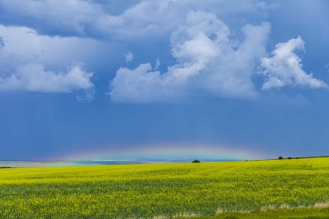 Framed low altitude rainbow visible over the yellow canola field, Gleichen, Alberta, Canada Print