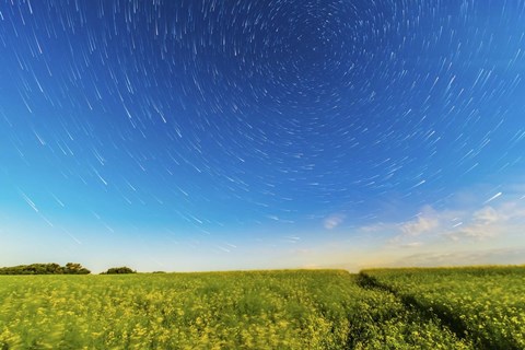 Framed Circumpolar star trails over a canola field in southern Alberta, Canada Print