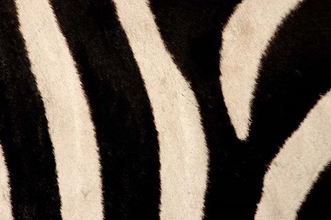 Framed Close-up of Zebra Stripes, Masai Mara, Kenya Print