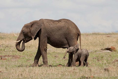 Framed African Elephant With Baby, Maasai Mara Game Reserve, Kenya Print
