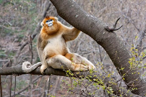 Framed Golden Monkey, Qinling Mountains, China Print