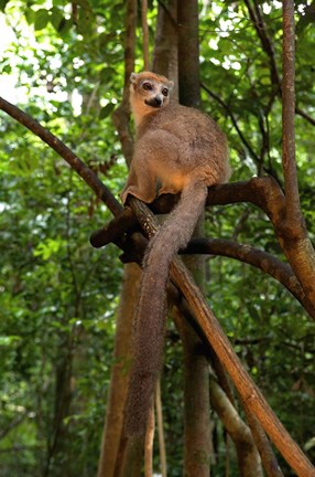 Framed Crowned Lemur (Eulemur coronatus), Ankarana National Park, Northern Madagascar Print