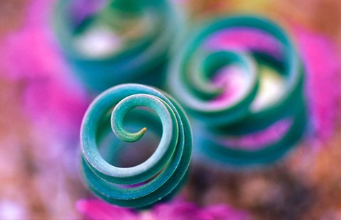 Framed Curled Lily Leaves, Namaqualand, South Africa Print