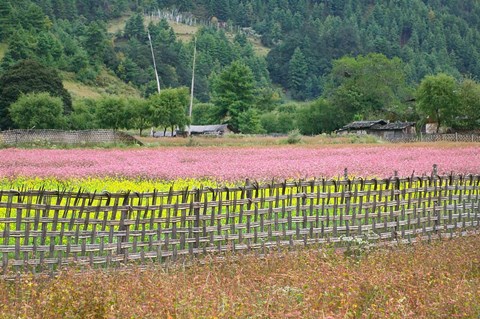 Framed Farmland of Canola and Buckwheat, Bumthang, Bhutan Print