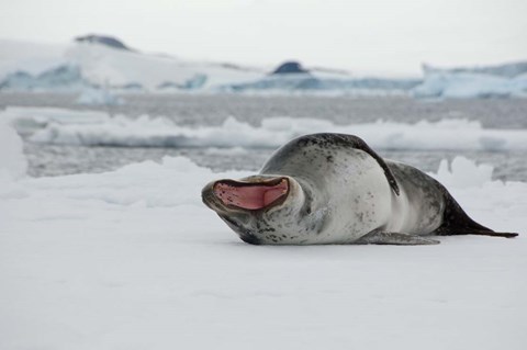Framed Antarctica, Antarctic Sound, Leopard seal Print