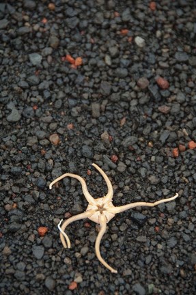 Framed Antarctica, Deception Isl, Starfish Marine Life Print