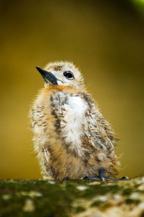 Framed Baby Seagull on Fregate Island, Seychelles Print