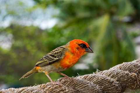 Framed Colorful Bird on Fregate Island, Seychelles, Africa Print