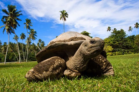 Framed Close Up of Giant Tortoise, Seychelles Print