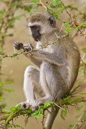 Framed Africa. Tanzania. Vervet Monkey at Manyara NP. Print