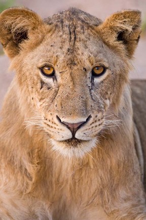 Framed Africa. Tanzania. Young lion in Tarangire NP Print