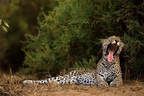 Framed African Leopard, Masai Mara GR, Kenya Print