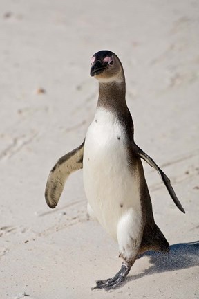 Framed African Penguin, Boulders beach, South Africa Print