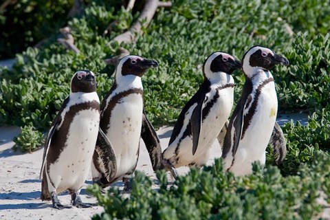 Framed Group of African Penguins, Cape Town, South Africa Print