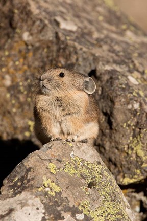Framed American Pika in rocks, Yellowstone NP, USA Print
