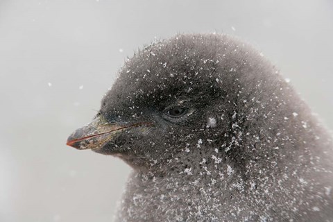 Framed Antarctica, Brown Bluff, Adelie penguin chick Print