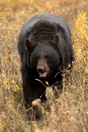 Framed Black Bear walking in brush, Montana Print