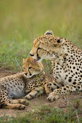 Framed Cheetah with cub in the Masai Mara GR, Kenya Print