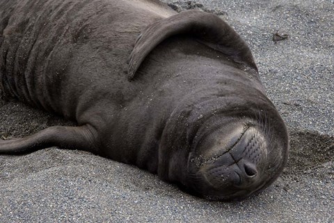 Framed Elephant Seal Pup Sleeps on Beach, South Georgia Island, Antarctica Print