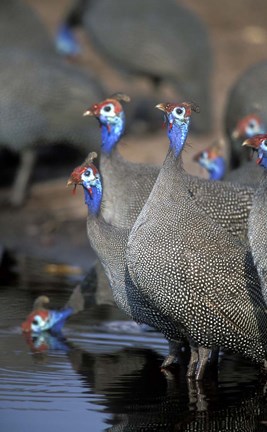 Framed Flock of Helmeted Guineafowl, Savuti Marsh, Chobe National Park, Botswana Print