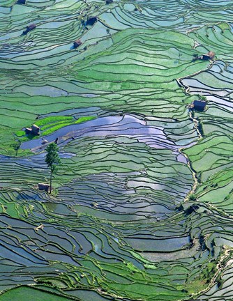 Framed Flooded Tiger&#39;s Mouth Terraces, Yuanyang, Yunnan, China Print