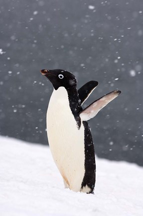 Framed Adelie Penguin in Falling Snow, Western Antarctic Peninsula, Antarctica Print