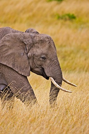 Framed African Elephant Grazing, Maasai Mara, Kenya Print