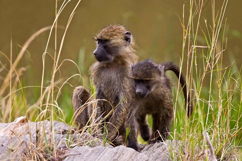 Framed Baboons in the bush in the Maasai Mara Kenya. (RF) Print