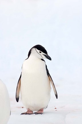 Framed Chinstrap Penguin, The South Shetland Islands, Antarctica Print