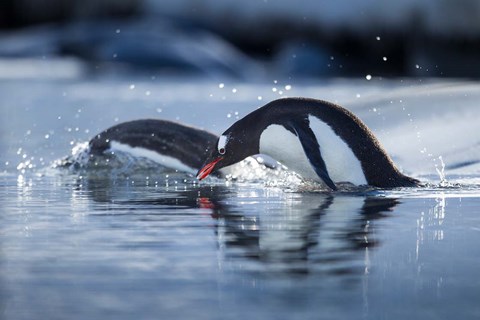 Framed Antarctica, Anvers Island, Gentoo Penguins diving into water. Print