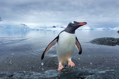 Framed Antarctica, Cuverville Island, Gentoo Penguin leaping onto shore. Print