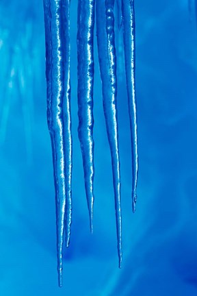 Framed Antarctica, Icicles hanging from the roof of a glacial ice cave. Print