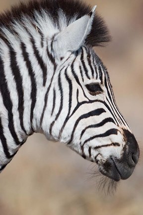Framed Burchell&#39;s Zebra, Etosha National Park, Namibia Print