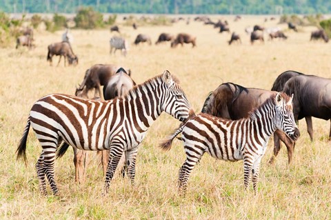 Framed Common Zebra or Burchell&#39;s Zebra, Maasai Mara National Reserve, Kenya Print