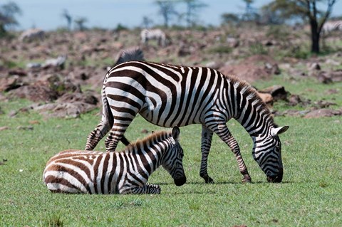 Framed Common Zebra, Maasai Mara, Kenya Print