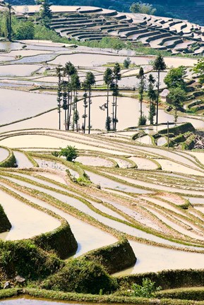 Framed Flooded Ai Cun Rice Terraces, Yuanyang County, Yunnan Province, China Print