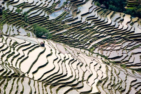 Framed Flooded Bada Rice Terraces, Yuanyang County, Yunnan Province, China Print