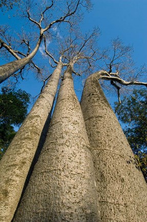Framed Baobab Trees, Ampijoroa-Ankarafantsika NP, MADAGASCAR Print