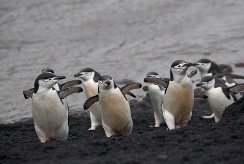 Framed Chinstrap Penguin on the beach, Deception Island, Antarctica Print