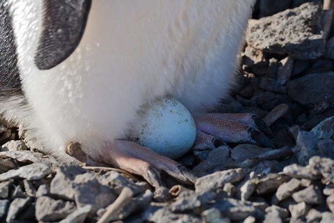 Framed Adelie Penguin nesting egg, Paulet Island, Antarctica Print