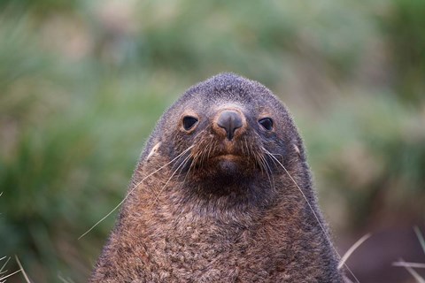 Framed Antarctic Fur Seal, Cooper Baby, South Georgia, Antarctica Print